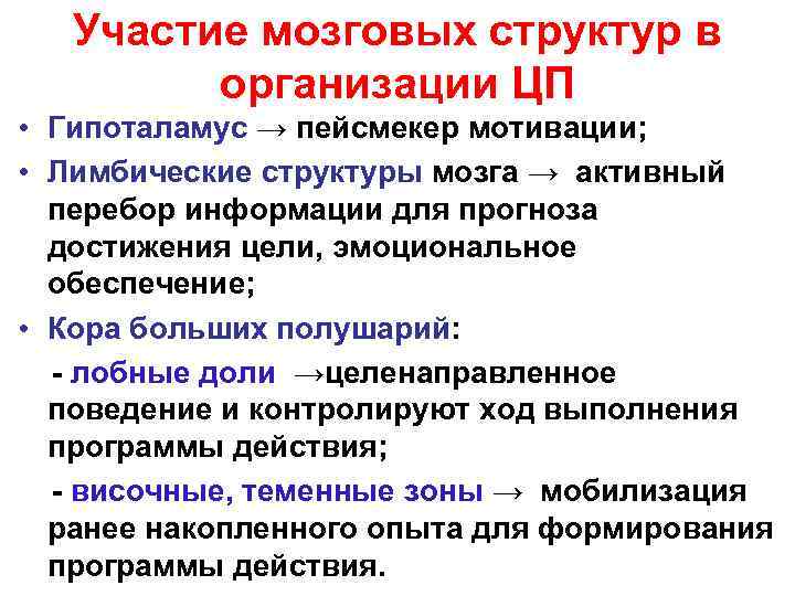   Участие мозговых структур в   организации ЦП • Гипоталамус → пейсмекер