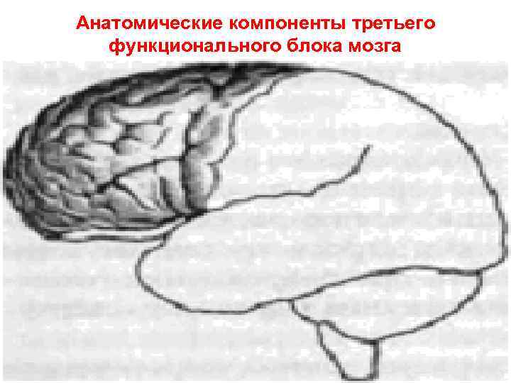 Анатомические компоненты третьего  функционального блока мозга 