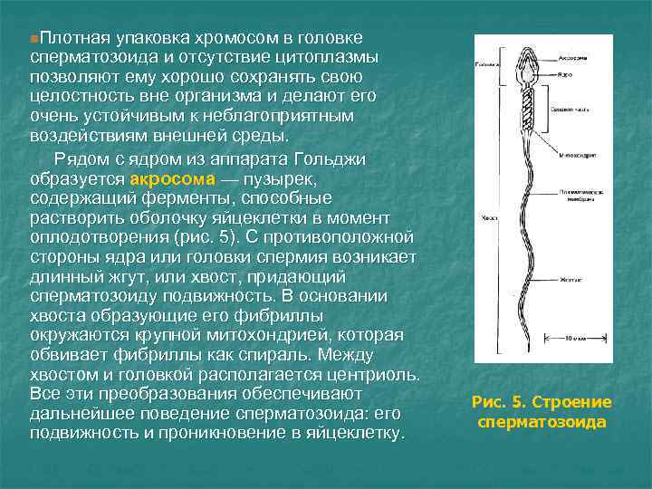n. Плотная упаковка хромосом в головке сперматозоида и отсутствие цитоплазмы позволяют ему хорошо сохранять n. Плотная упаковка хромосом в головке сперматозоида и отсутствие цитоплазмы позволяют ему хорошо сохранять