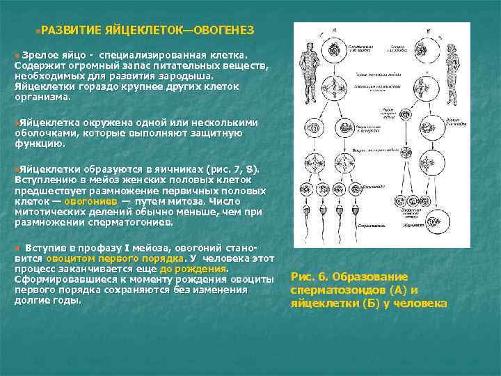 n. РАЗВИТИЕ ЯЙЦЕКЛЕТОК—ОВОГЕНЕЗ n. Зрелое яйцо - специализированная клетка. Содержит огромный n. РАЗВИТИЕ ЯЙЦЕКЛЕТОК—ОВОГЕНЕЗ n. Зрелое яйцо - специализированная клетка. Содержит огромный