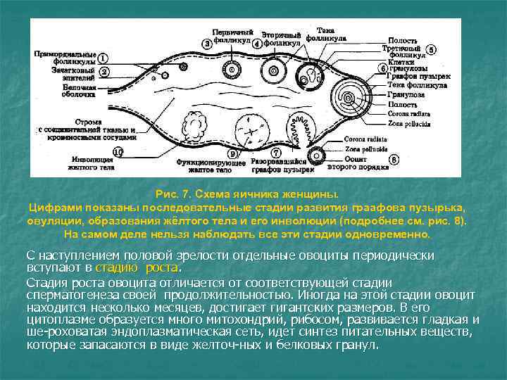 Рис. 7. Схема яичника женщины. Цифрами показаны последовательные стадии развития Рис. 7. Схема яичника женщины. Цифрами показаны последовательные стадии развития