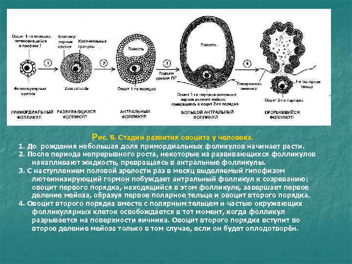 Рис. 8. Стадии развития овоцита у человека. 1. До рождения небольшая Рис. 8. Стадии развития овоцита у человека. 1. До рождения небольшая