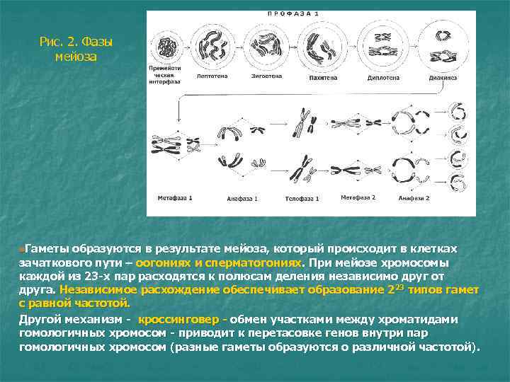 Рис. 2. Фазы мейоза n. Гаметы образуются в результате мейоза, который происходит Рис. 2. Фазы мейоза n. Гаметы образуются в результате мейоза, который происходит