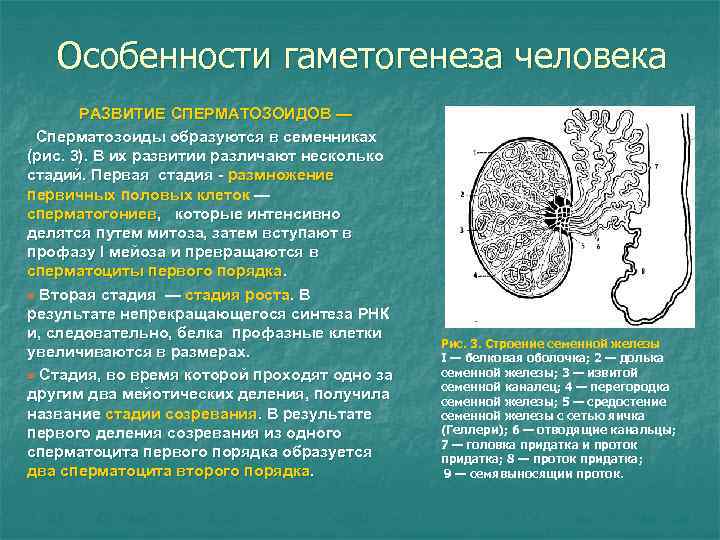 Особенности гаметогенеза человека РАЗВИТИЕ СПЕРМАТОЗОИДОВ — Сперматозоиды образуются в семенниках (рис. Особенности гаметогенеза человека РАЗВИТИЕ СПЕРМАТОЗОИДОВ — Сперматозоиды образуются в семенниках (рис.