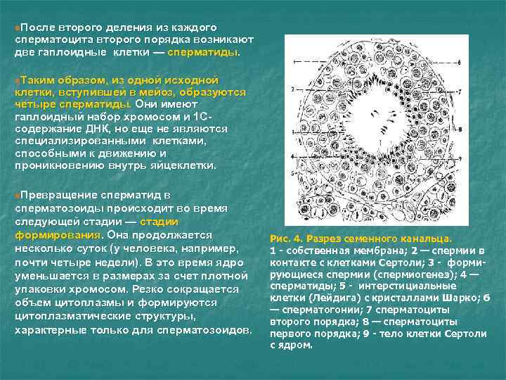 n. После второго деления из каждого сперматоцита второго порядка возникают две гаплоидные клетки — n. После второго деления из каждого сперматоцита второго порядка возникают две гаплоидные клетки —