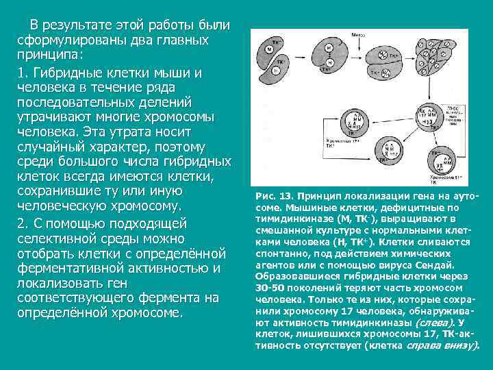  В результате этой работы были сформулированы два главных принципа: 1. Гибридные клетки мыши