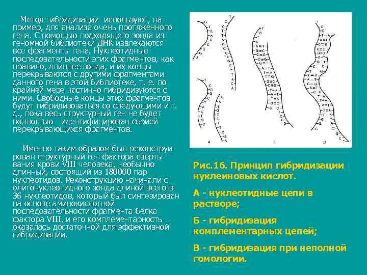  Метод гибридизации используют, на пример, для анализа очень протяженного гена. С помощью подходящего