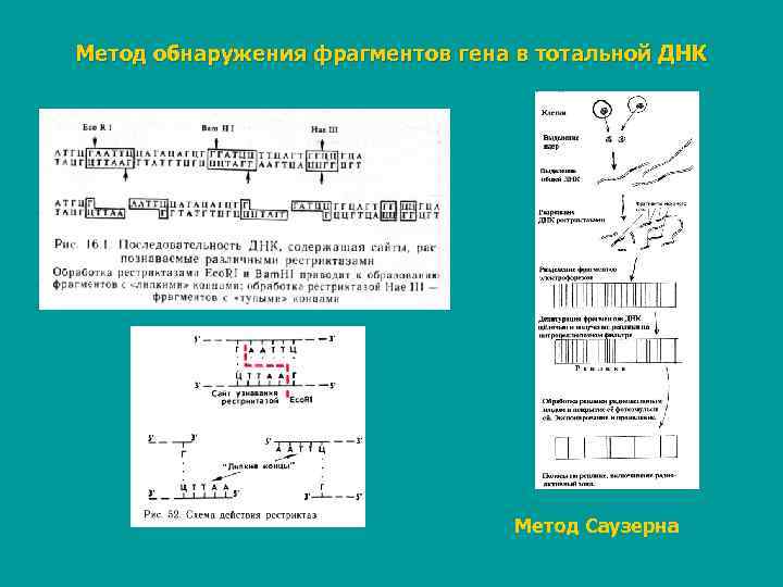 Метод обнаружения фрагментов гена в тотальной ДНК    Метод Саузерна 