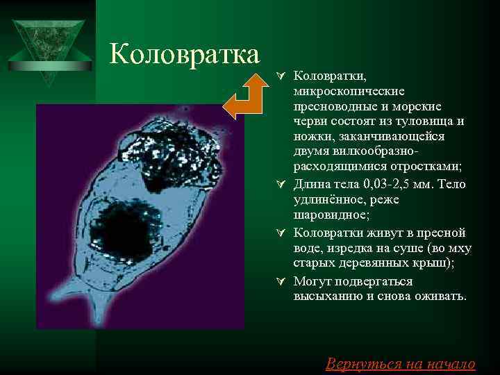 Коловратка   Ú Коловратки,   микроскопические    пресноводные и морские