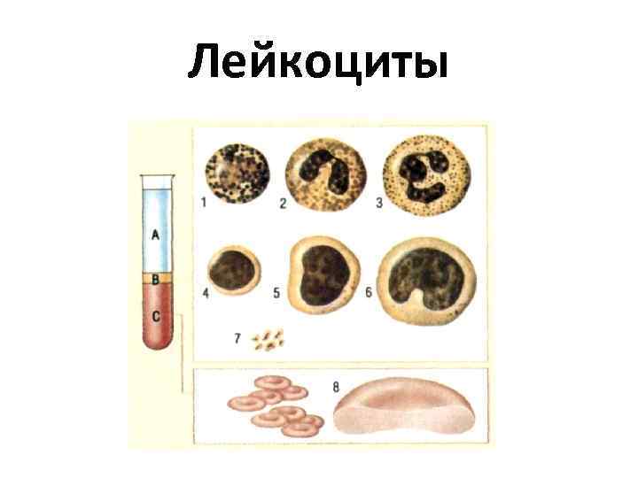 Лейкоциты 
