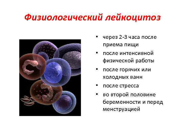 Лейкоцитоз виды