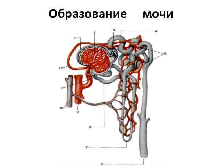 Образование мочи 
