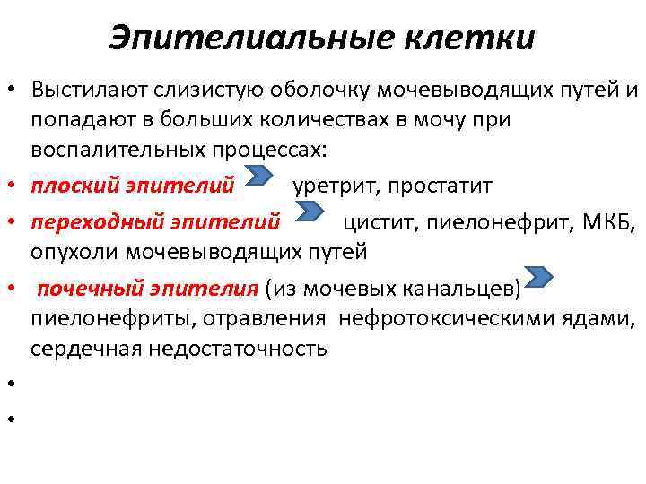    Эпителиальные клетки • Выстилают слизистую оболочку мочевыводящих путей и  попадают