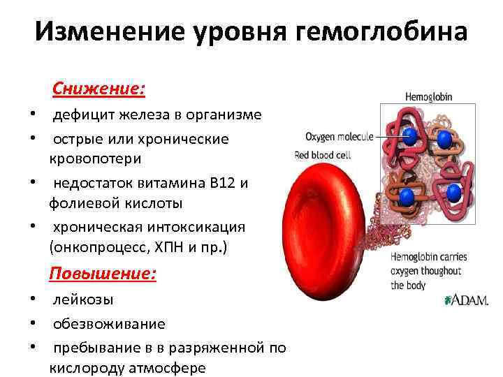 Гемоглобин мало почему. Снижение уровня гемоглобина в крови. Низкий гемоглобин симптомы. Причины снижения гемоглобина. Причины низкого гемоглобина.