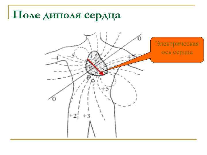 Поле диполя сердца Поле диполя сердца