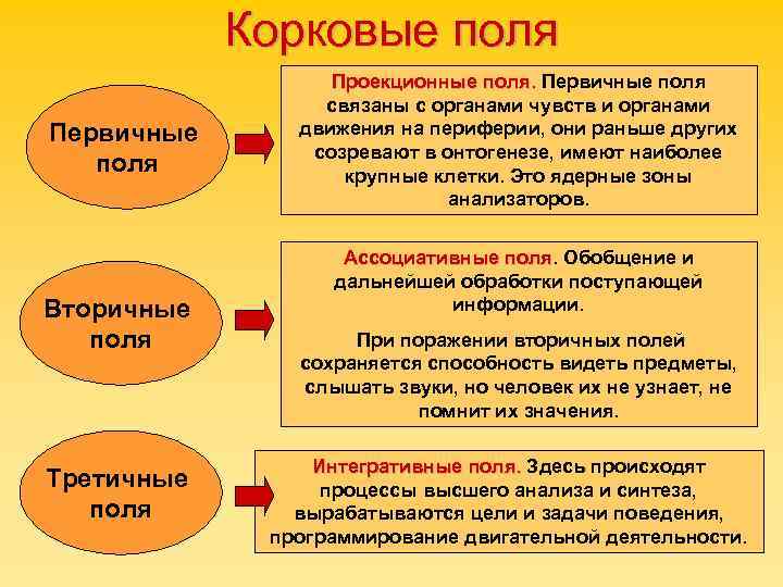 Высшие корковые функции презентация