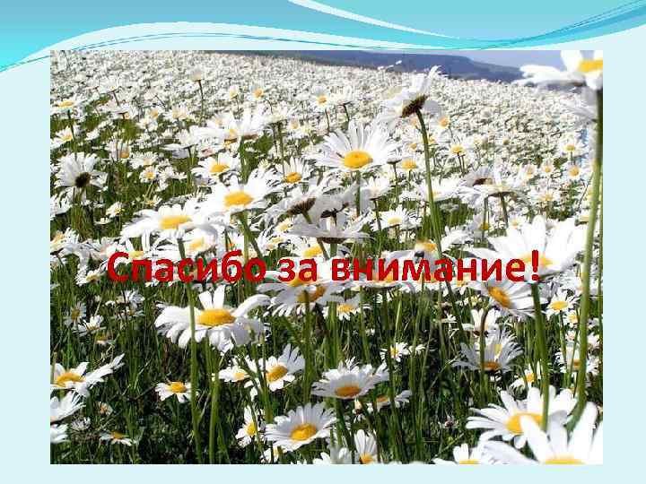 Спасибо за внимание! Спасибо за внимание!