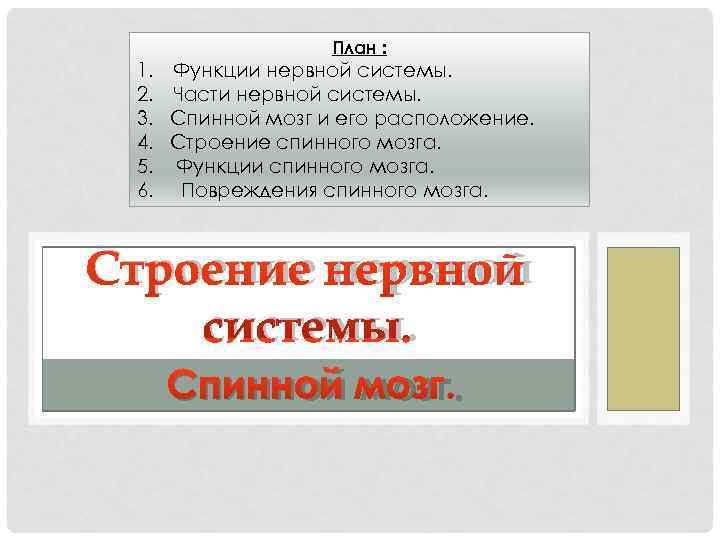     План :  1.  Функции нервной системы.  2.
