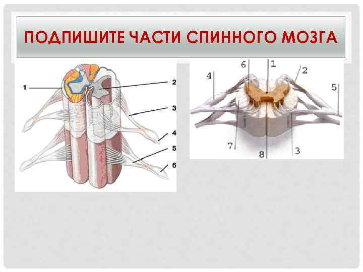 Волокна спинного мозга. Подпишите части спинного мозга. Подпиши части спинного мозга. Подпишите части спинного мозга 8 частей.