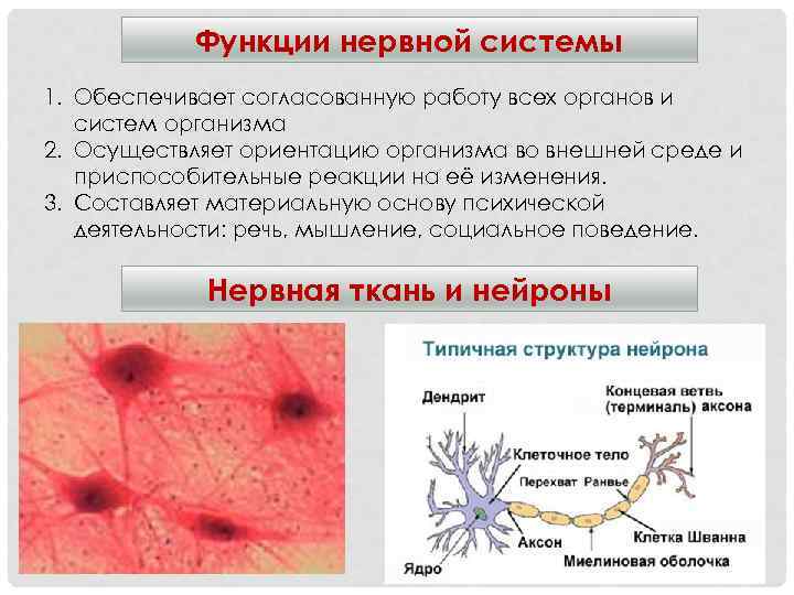   Функции нервной системы 1. Обеспечивает согласованную работу всех органов и  систем