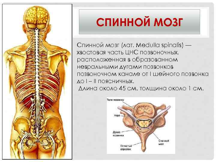  СПИННОЙ МОЗГ Спинной мозг (лат. Medulla spinalis) — хвостовая часть ЦНС позвоночных, расположенная