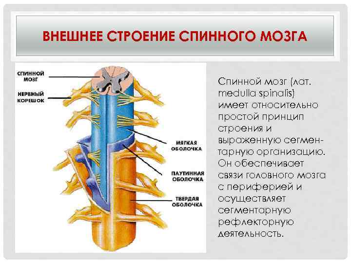 ВНЕШНЕЕ СТРОЕНИЕ СПИННОГО МОЗГА    Спинной мозг (лат.    