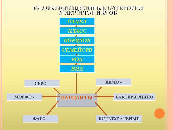  КЛАССИФИКАЦИОННЫЕ КАТЕГОРИИ   МИКРОРГАНИЗМОВ     ОТДЕЛ   