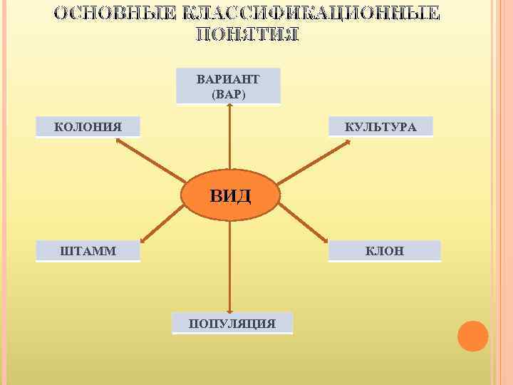 ОСНОВНЫЕ КЛАССИФИКАЦИОННЫЕ  ПОНЯТИЯ  ВАРИАНТ   (ВАР) КОЛОНИЯ    КУЛЬТУРА