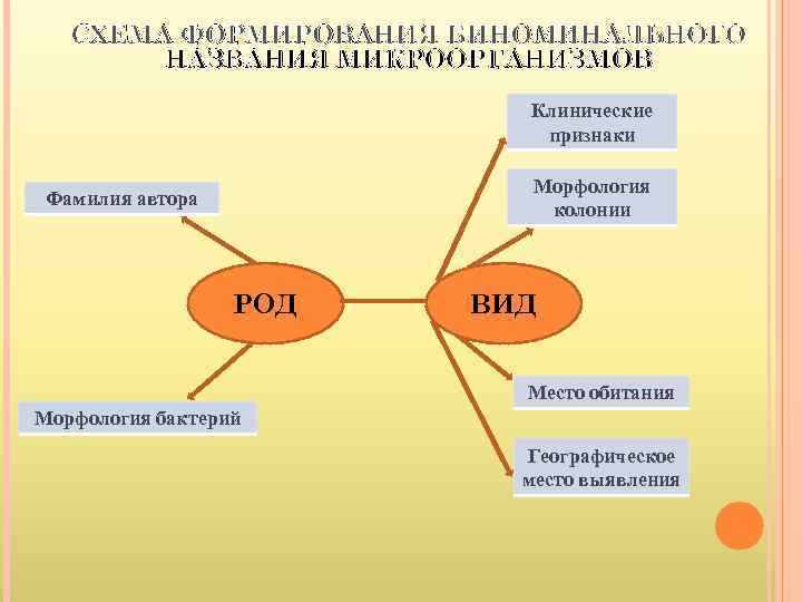   СХЕМА ФОРМИРОВАНИЯ БИНОМИНАЛЬНОГО   НАЗВАНИЯ МИКРООРГАНИЗМОВ     