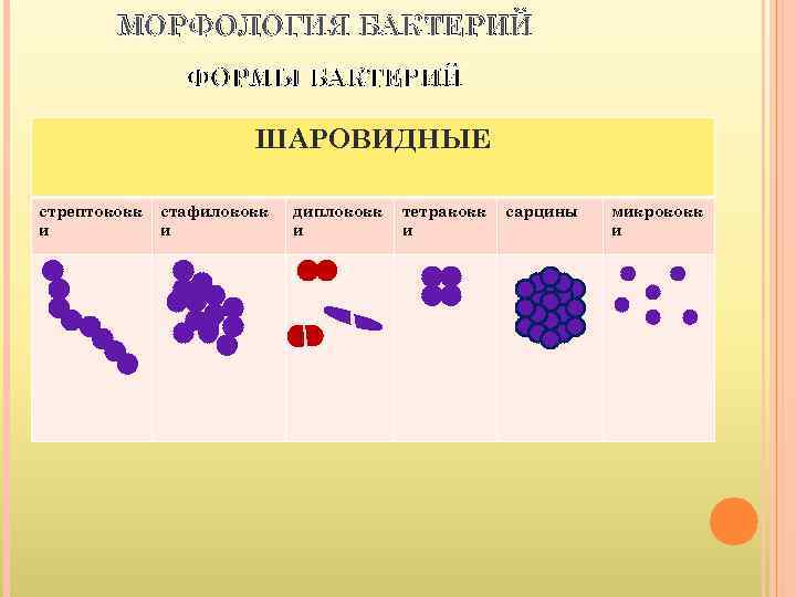   МОРФОЛОГИЯ БАКТЕРИЙ   ФОРМЫ БАКТЕРИЙ     ШАРОВИДНЫЕ стрептококк