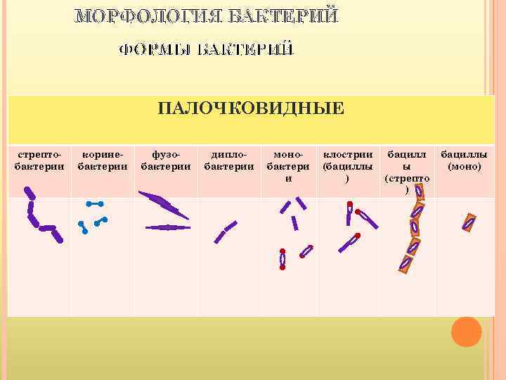   МОРФОЛОГИЯ БАКТЕРИЙ   ФОРМЫ БАКТЕРИЙ      ПАЛОЧКОВИДНЫЕ