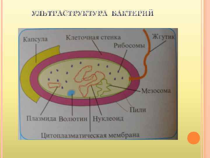 УЛЬТРАСТРУКТУРА БАКТЕРИЙ 