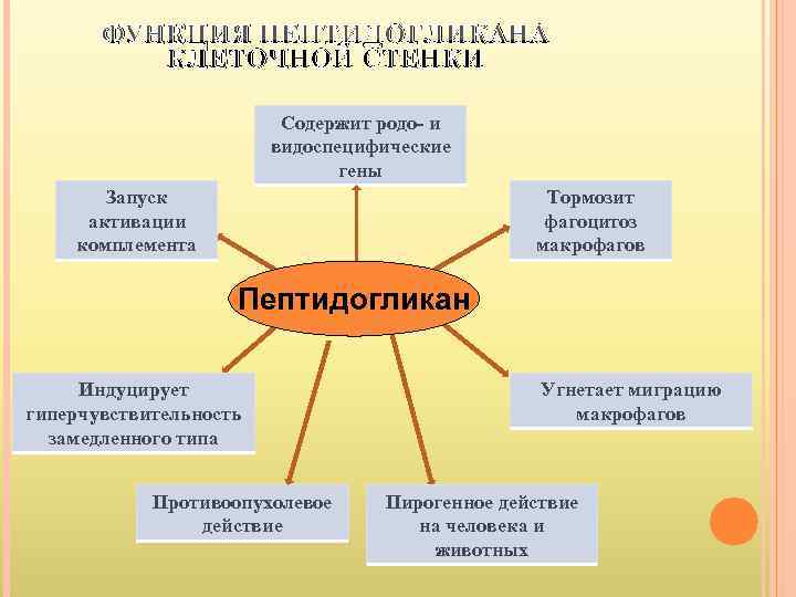   ФУНКЦИЯ ПЕПТИДОГЛИКАНА  КЛЕТОЧНОЙ СТЕНКИ      Содержит родо-