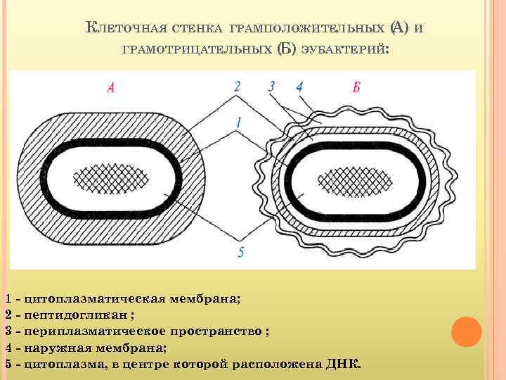   КЛЕТОЧНАЯ СТЕНКА  ГРАМПОЛОЖИТЕЛЬНЫХ ( И     А) 