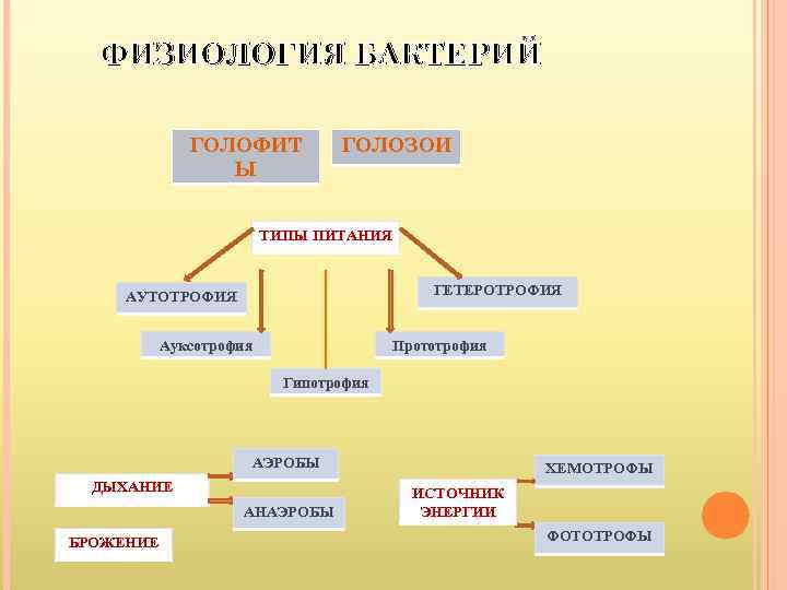  ФИЗИОЛОГИЯ БАКТЕРИЙ    ГОЛОФИТ  ГОЛОЗОИ   Ы  