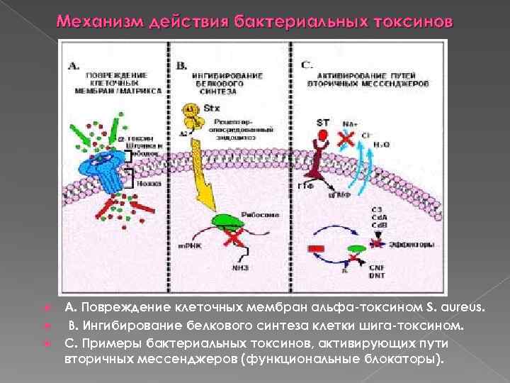   Механизм действия бактериальных токсинов  А. Повреждение клеточных мембран альфа-токсином S. aureus.