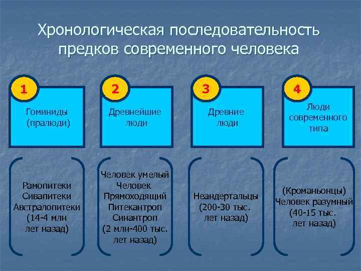  Хронологическая последовательность  предков современного человека  1   2  