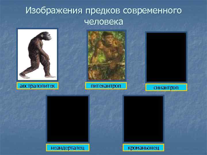  Изображения предков современного    человека австралопитек   питекантроп  синантроп