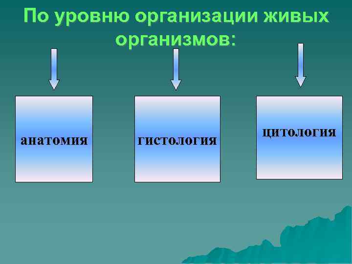 По уровню организации живых   организмов:     цитология анатомия 