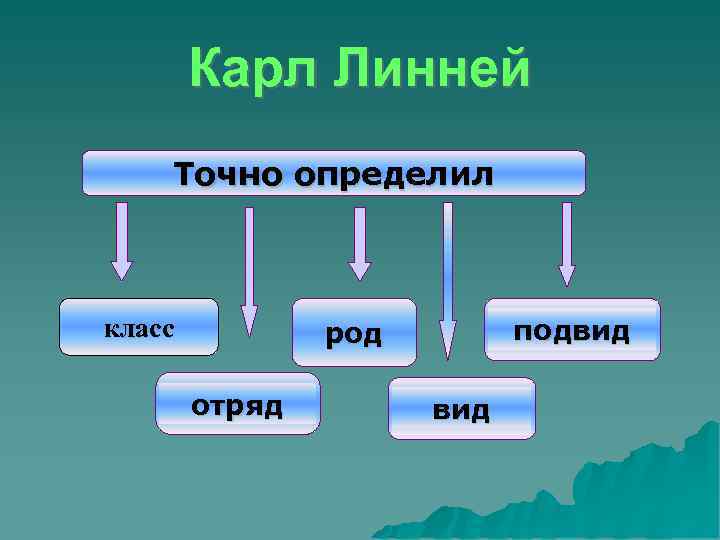   Карл Линней Точно определил  класс  род   подвид 