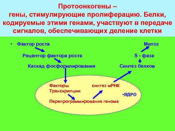 Белки кодируются