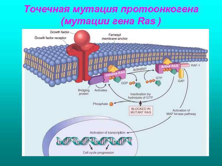 Точечная мутация протоонкогена  (мутации гена Ras ) 