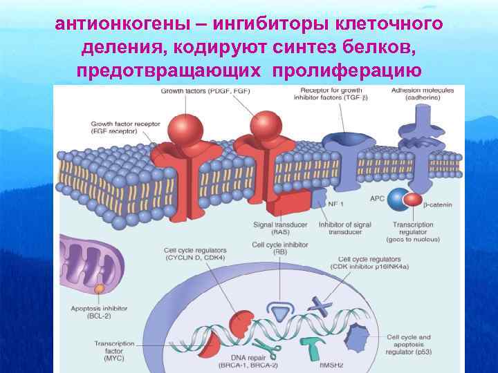 антионкогены – ингибиторы клеточного  деления, кодируют синтез белков,  предотвращающих пролиферацию 
