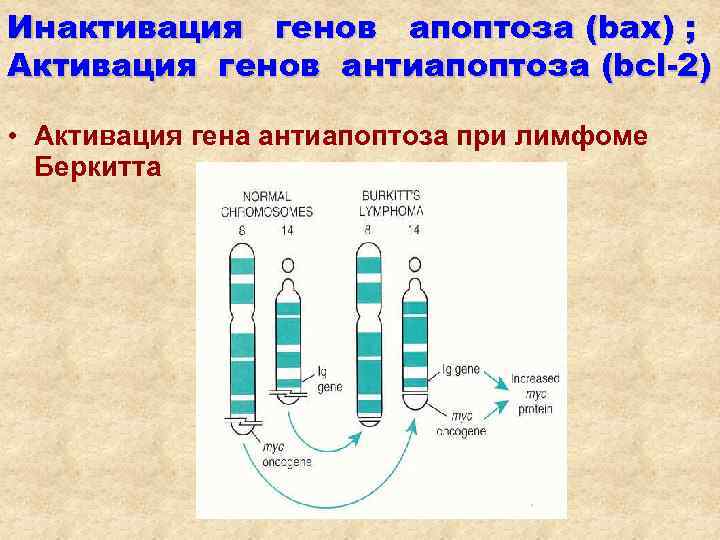 Инактивация генов апоптоза (bax) ; Активация генов антиапоптоза (bcl-2)  • Активация гена антиапоптоза