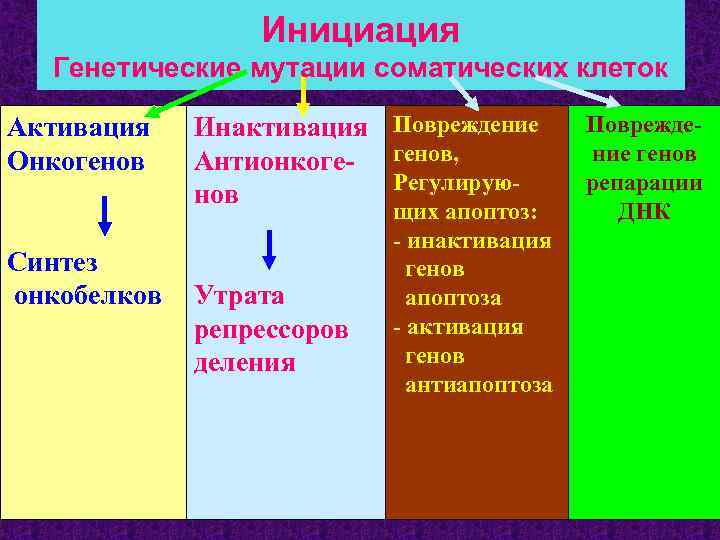    Инициация  Генетические мутации соматических клеток Активация  Инактивация Повреждение 