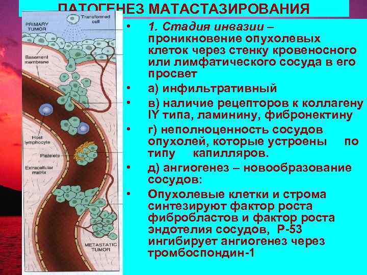 ПАТОГЕНЕЗ МАТАСТАЗИРОВАНИЯ   •  1. Стадия инвазии –  проникновение опухолевых 