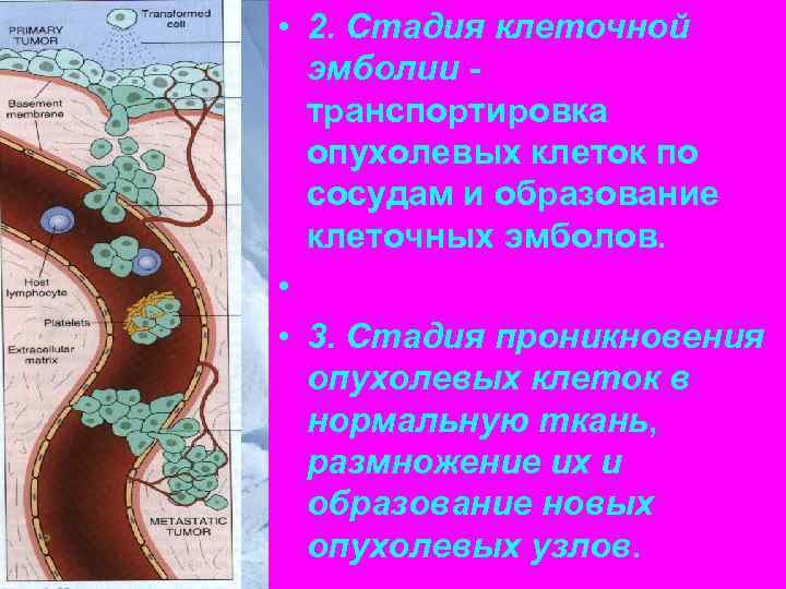 • 2. Стадия клеточной  эмболии -  транспортировка  опухолевых клеток по
