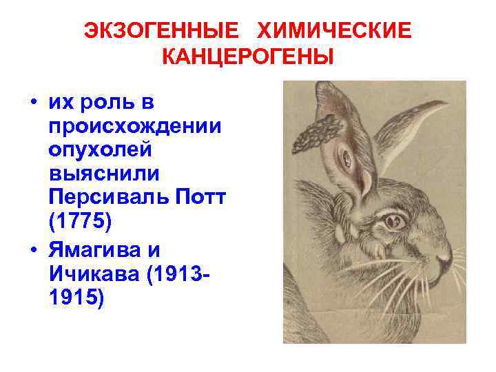   ЭКЗОГЕННЫЕ ХИМИЧЕСКИЕ   КАНЦЕРОГЕНЫ  • их роль в  происхождении