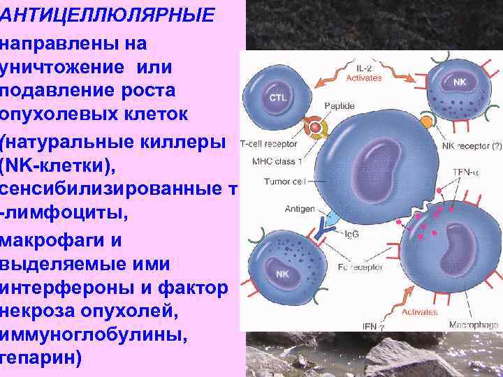 АНТИЦЕЛЛЮЛЯРНЫЕ направлены на уничтожение или подавление роста опухолевых клеток (натуральные киллеры (NK-клетки), сенсибилизированные т