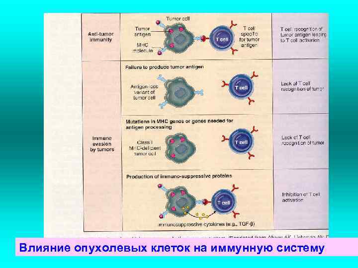 Влияние опухолевых клеток на иммунную систему 